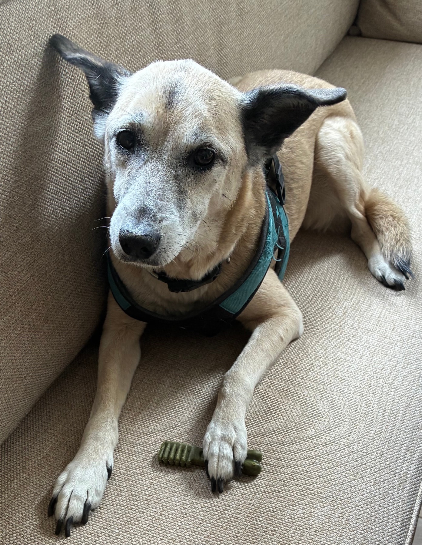 Harley, Chief Inspiration Officer